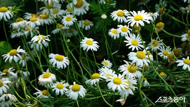 천관산자연휴양림에 활짝 핀 샤스타데이지. 천관산자영휴양림은 철마다 피는 야생화와 함께 소나무, 편백나무, 노각나무, 동백나무, 비자나무 등 다양한 수종을 자랑한다        장흥｜김재범 기자 oldfield@donga.com