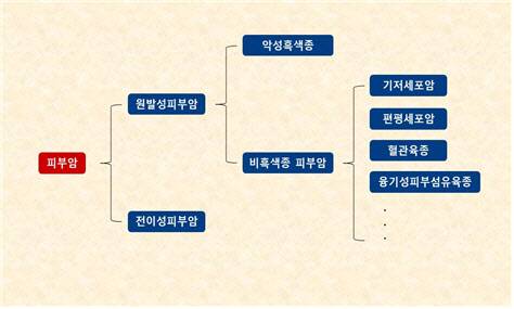 피부암의 종류.