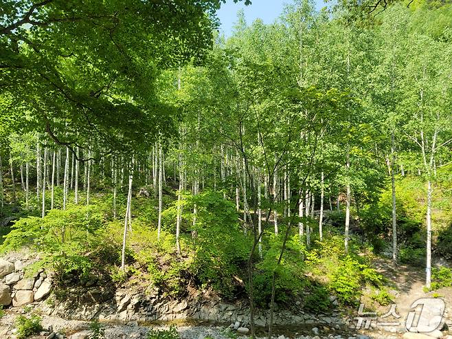 남부산림청 영덕국유림관리소가 본격적인 여름철을 맞아 가족 힐링 장소로 경북 영양군 수비면 죽파리의 자작나무 숲을 추천했다.(영덕국유림관리소 제공, 재판매 및 DB 금지) 2025.6.5/뉴스1