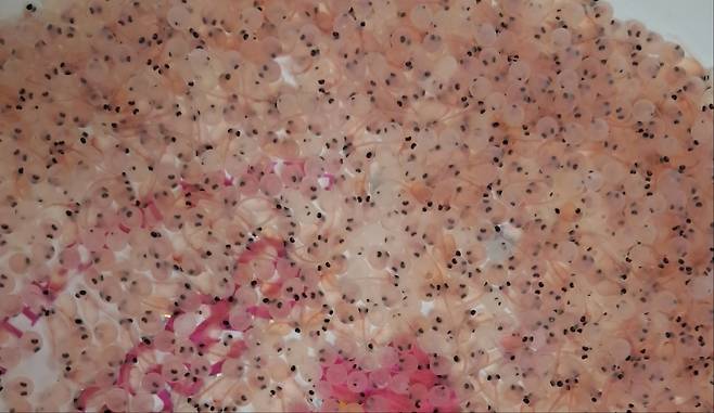 사진 제공 경상북도 민물고기연구센터