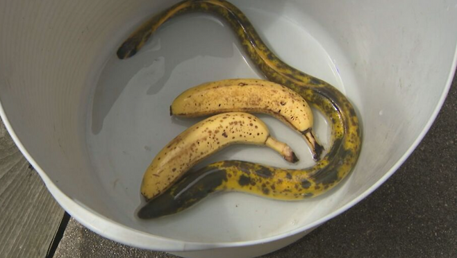 /사진=BSS 산인방송 갈무리