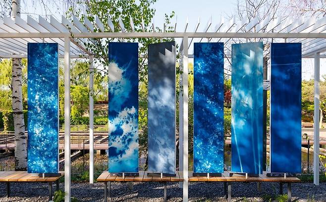 공원 곳곳에서 생동하는 사물과 생명체의 그림자를 ‘시아노타입’ 기법으로 포착했다. 김아연, ‘그림자 아카이브’. 유청오 제공