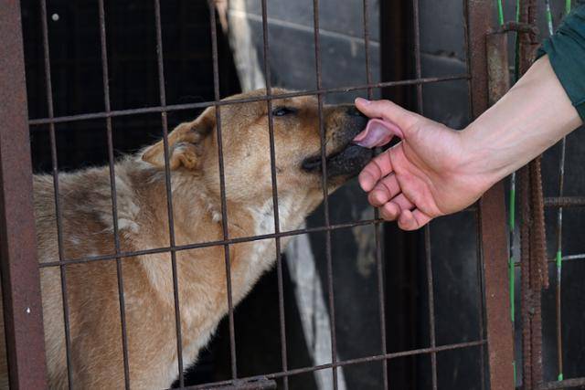 지난달 8일 충북 청주시의 한 개농장에서 구조를 앞둔 개가 활동가의 손을 핥고 있다. 청주=박시몬 기자지난달 8일 충북 청주시의 한 개농장에서 구조를 앞둔 개가 활동가의 손을 핥고 있다. 청주=박시몬 기자