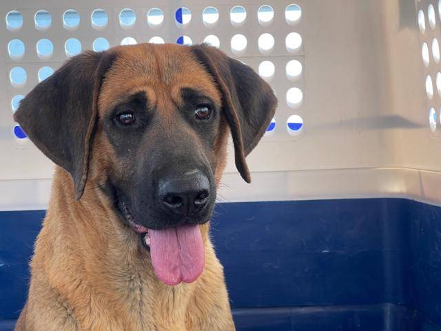 지난달 31일 치료와 입양을 위해 미국으로 보내진 도사견 중 한 마리. 휴메인 월드 포 애니멀즈 제공