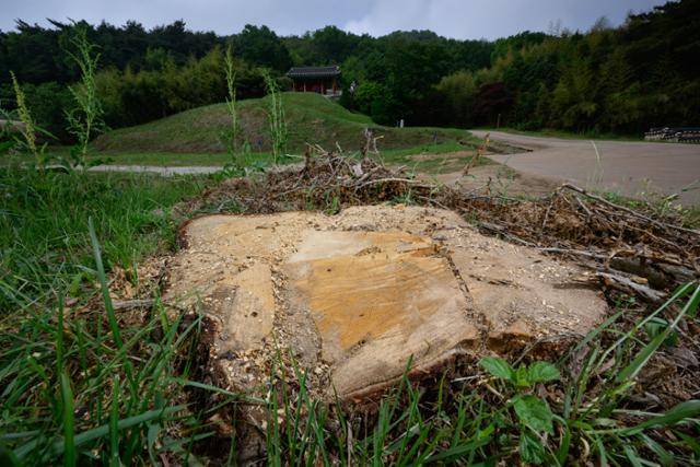 잘린 건 성삼문 오동나무 뿐만이 아니다. 유허지 한가운데서 100년 넘게 자라온 은행나무도 함께 베어져 그루터기로 남았다. 홍성=하상윤 기자