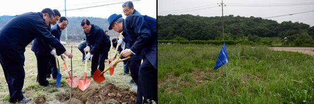 2014년 3월 2일 충남 홍성군 홍북면 노은리 성삼문선생유허지에서 열린 영정 봉안식 및 오동나무 식재 행사에서 김석환 홍성군수를 비롯한 내빈들이 성삼문 오동나무 후계목을 심고 있다. 11년 동안 이 나무는 울창하게 자라났지만, 지난달 초 홍성군이 ‘성삼문 선생 매죽헌 쉼터 조성사업’을 추진하면서 모수와 함께 벌목됐다. 오른쪽 사진은 왼쪽 사진과 동일한 위치. 애써 심어 키운 나무는 모두 잘려나가고 공사 구간을 알리는 파란색 깃발만 남았다. 연합뉴스·하상윤 기자