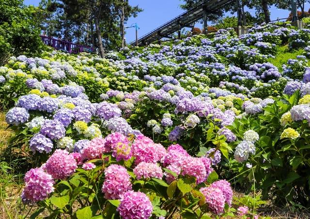 울산 남구 장생포 고래문화마을에 수국이 활짝 펴 있다. 남구는 6월7일부터 29일까지 23일동안 수국 페스티벌을 연다. 울산 남구청 제공