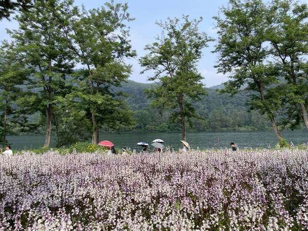지난 7일 가평 자라섬꽃페스타를 찾은 시민들이 만개한 펜스테몬 꽃밭을 감상하며 강변로를 산책하고 있다. 2025.6.7 가평/김민수기자 kms@kyeongin.com
