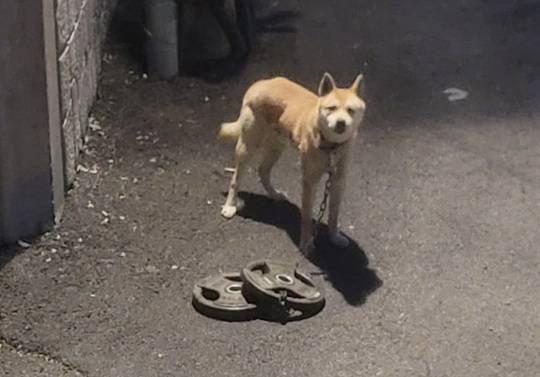 30kg짜리 바벨 원판에 묶인 채 산속에 유기된 강아지가 구조됐다. (사진=인스타그램)