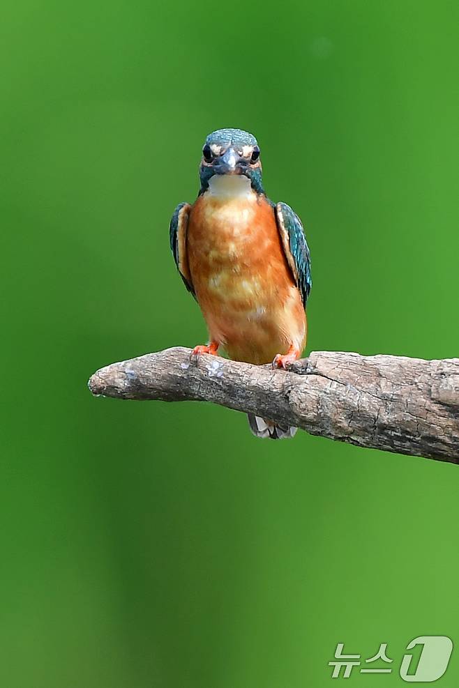 여름새 물총새가 8일 경북 포항시 북구 흥해읍 냇가에서 먹잇감 사냥에 한창이다. 2025.6.8/뉴스1 ⓒ News1 최창호 기자