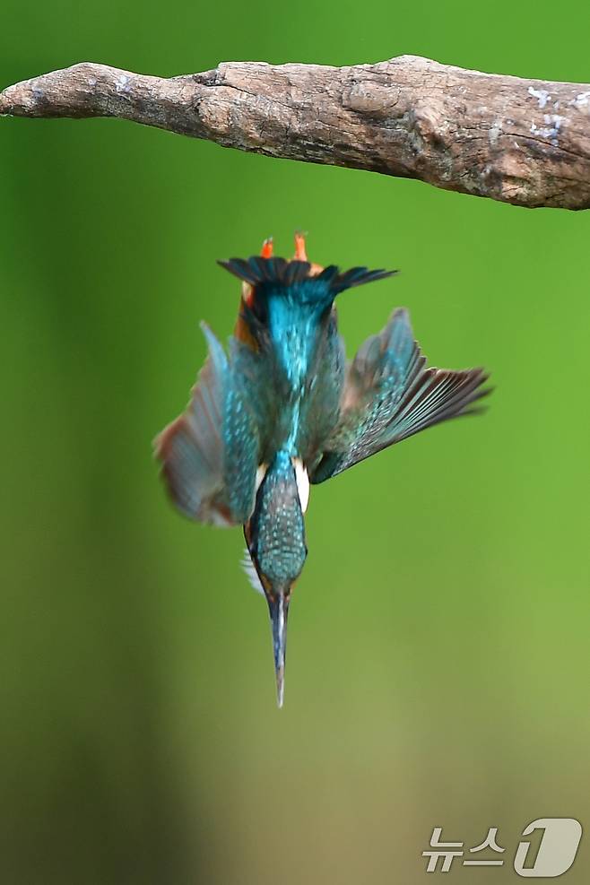 여름새 물총새가 8일 경북 포항시 북구 흥해읍 냇가에서 먹잇감 사냥에 한창이다. 2025.6.8/뉴스1 ⓒ News1 최창호 기자