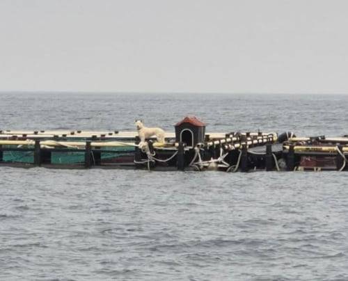 제주 바다 위 양식장에 고립된 채 묶여있는 진돗개 한 마리가 발견돼 동물보호단체가 구조에 나섰다. /동물권단체 케어