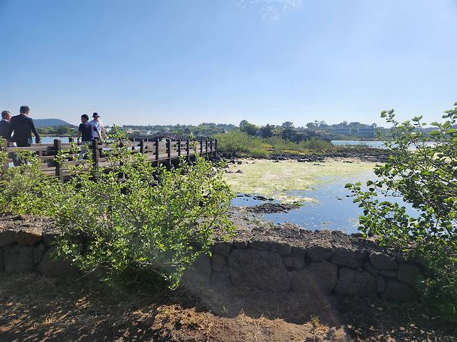 4일 세미 맹그로브숲이 조성된 제주 서귀포시 성산읍 오조리 연안습지에서 환경부 관계자들이 다리 위를 걷고 있다./문수빈 기자