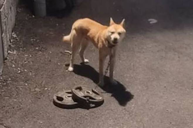 목에 바벨을 단 채 발견된 유기견. ‘너와함개냥’ 인스타그램 캡처