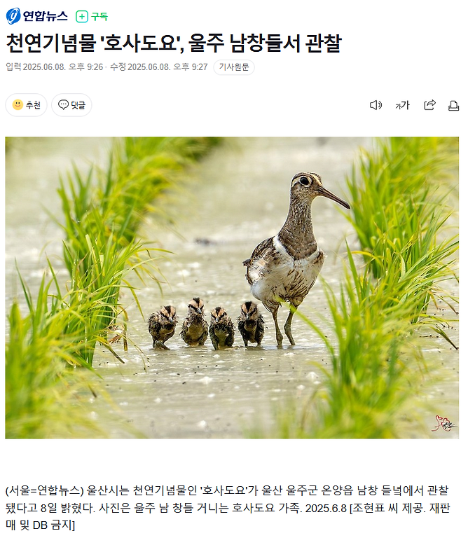 Cap 2025-06-08 21-36-11-745.png 한국 천연기념물 \'호사도요\' 울산에서 발견.jpg