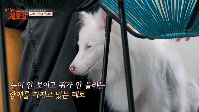 사진=JTBC ‘집 나가면 개호강’