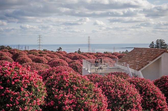 [제주=뉴시스] 민간정원으로 등록한 동백포레스트는 애기동백꽃으로 제주의 겨울 명소가 됐다. 애기동백은 일반 동백꽃에 비해 잎과 꽃이 작다. 한번 꽃이 피면 1~2개월 지속하는 장점이 있고, 꽃잎 한 장씩 떨어지면서 진다. (사진=동백포레스트 제공) photo@newsis.com *재판매 및 DB 금지
