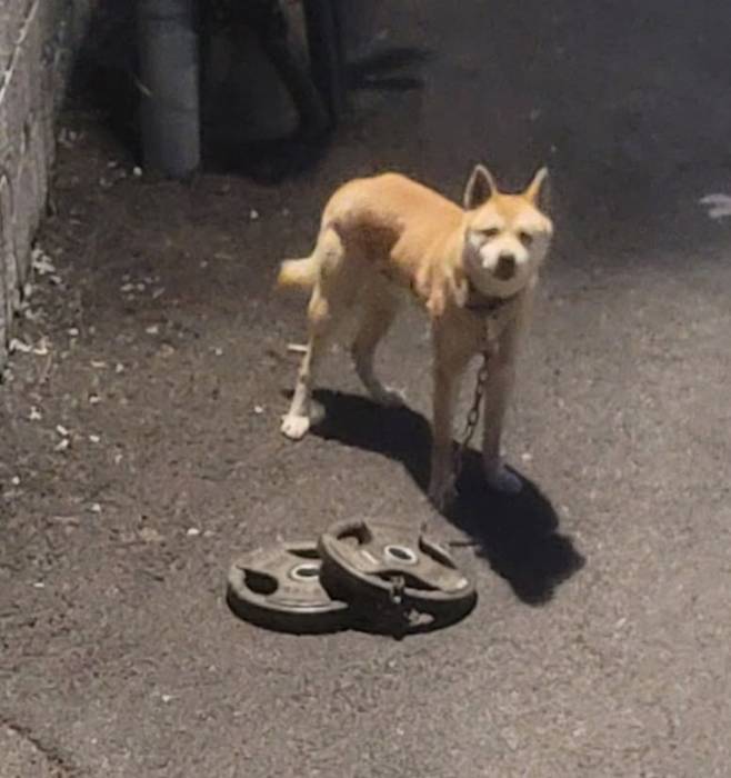 바벨을 단 채 발견된 유기견 [출처=너와함개냥 인스타그램 게시글]