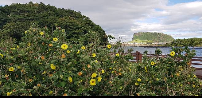정부와 제주도는 제주 자생 맹그로브종인 황근의 IPCC 블루카본 인증을 추진한다. 황근꽃의 별칭은 '노란 무궁화'로, 꽃말은 '복주머니'다. 오조리 주민 고기봉씨 제공