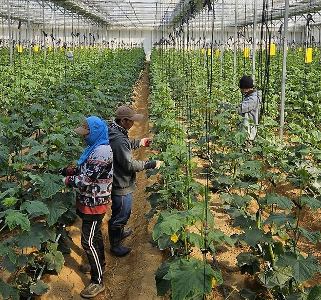 ▲ 양주 한 농가에서 외국인 계절근로자들이 오이순을 다듬는 모습./사진제공=경기도