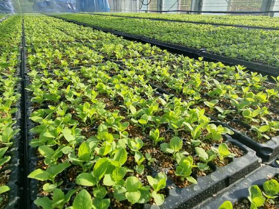 경남도농업기술원은 오는 11일 약용작물종자보급센터를 통해 도내 약용작물 재배농가에 도라지 등 약용작물 우량묘 28만 주를 분양하고 13일에는 약용자원연구소에서 분양농가를 대상으로 재배기술 교육을 실시한다. 사진은 도라지 플러그묘. 사진=경남도농업기술원