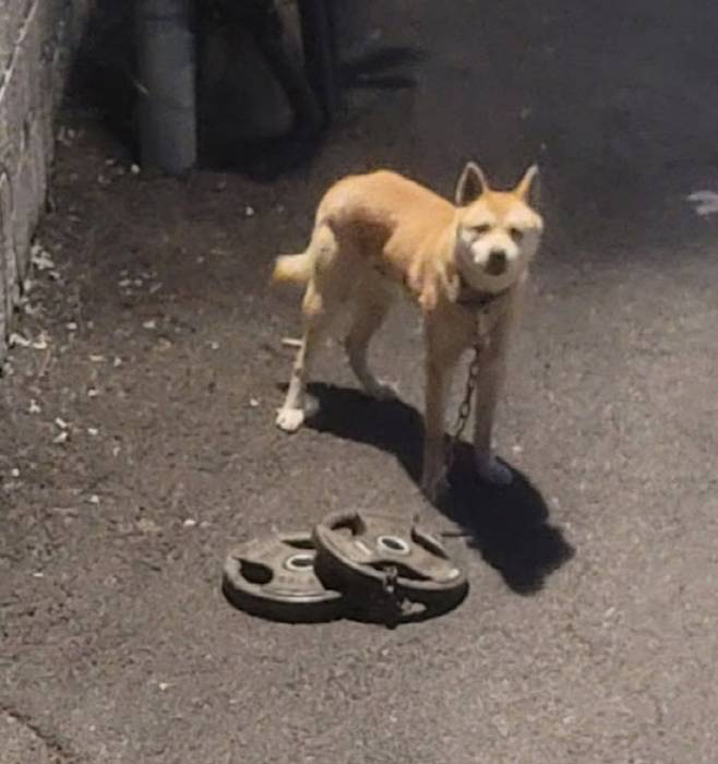 바벨을 단 채 발견된 유기견 사진=‘너와함개냥’ 인스타그램)