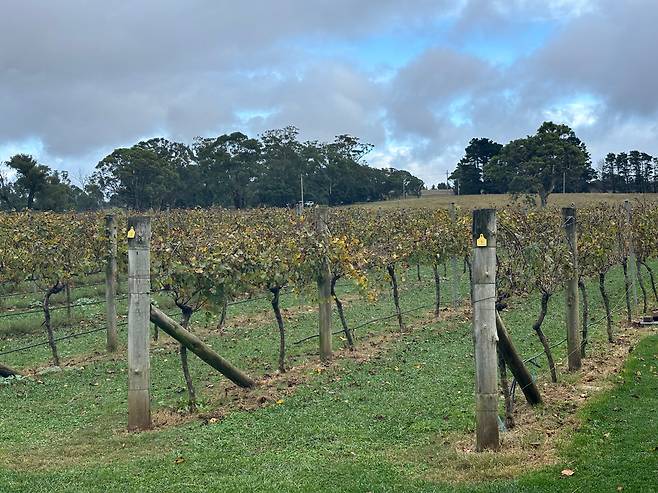노오~랗게 물든 와이너리 부지의 포도나무 잎. /조유미 기자