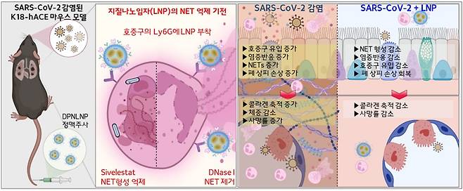 코로나19 감염 마우스 모델에서 호중구를 표적하는 지질나노입자가 세포외덫 분해 ·형성을 억제해 폐 손상을 낮추는 효과를 입증했다. /한국보건산업진흥원
