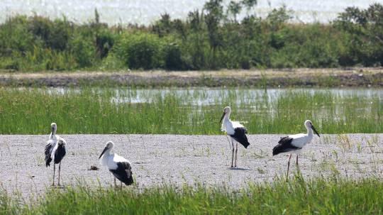 서산버드랜드 황새 부부가 지난 2월 산란한 후 성공적으로 자란 새끼 황새들(6월 5일자 모습)
