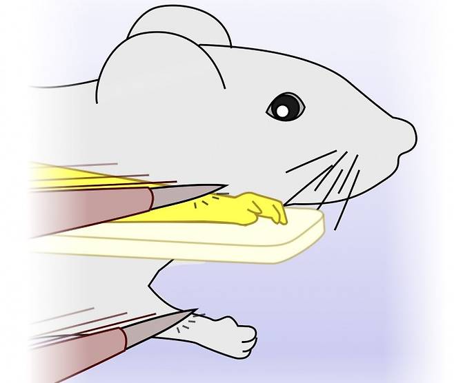 프랑스 국립과학연구센터 연구팀이 쥐를 대상으로 고무손 착각 실험을 진행하는 모습을 이미지로 나타냈다. Luc Estebanez 제공.