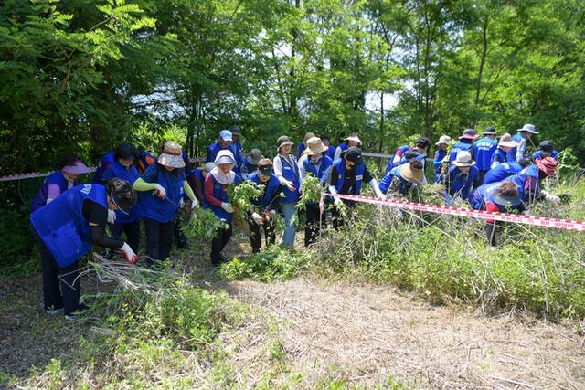 ▲ ‘2025년 생태계교란식물 제거의 날’ 행사가 9일 양구읍 학조리 일원에서 열렸다. 이날 행사에는 배영주 양구부군수, 정창수 군의장 및 군의원, 조현수 원주지방환경청장을 비롯해 양구지역 기관·사회단체장과 회원, 21사단 군장병 등 300여 명이 참석해 생태계교란 식물을 제거하고 고유 생물종 보호에 힘썼다.