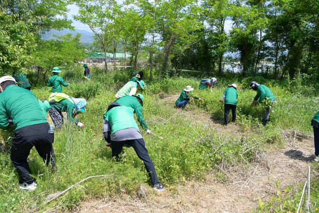 ▲ ‘2025년 생태계교란식물 제거의 날’ 행사가 9일 양구읍 학조리 일원에서 열렸다. 이날 행사에는 배영주 양구부군수, 정창수 군의장 및 군의원, 조현수 원주지방환경청장을 비롯해 양구지역 기관·사회단체장과 회원, 21사단 군장병 등 300여 명이 참석해 생태계교란 식물을 제거하고 고유 생물종 보호에 힘썼다.