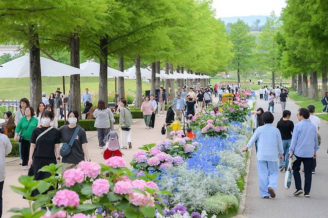 수국 등 여름 꽃이 활짝 핀 순천만국가정원 / 사진=순천시 제공