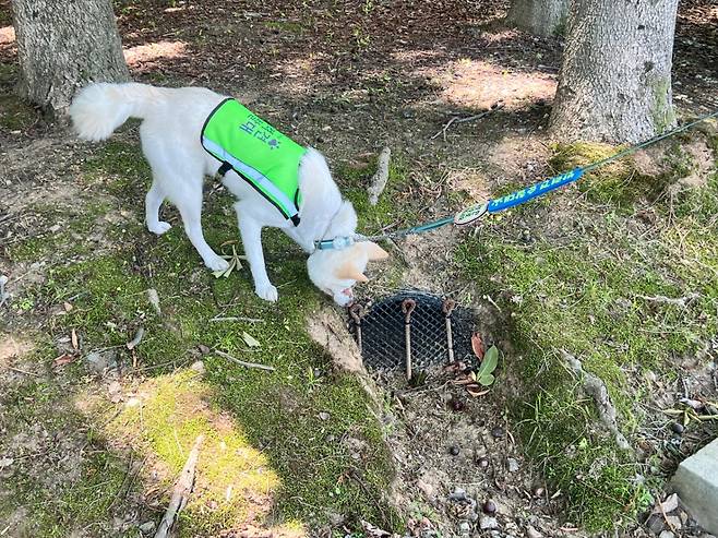 5일 오전 서울 서초구 매헌시민의숲에서 진돗개 '황제'가 하수구 등 공원 시설물 주변 냄새를 맡고 있다. /사진=민수정 기자.