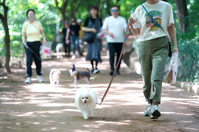 서대문구 안산(鞍山) 반려견 산책로에서 ‘반려동물과 함께 걷기 행사’ 가 진행되고 있다.서대문구청 제공