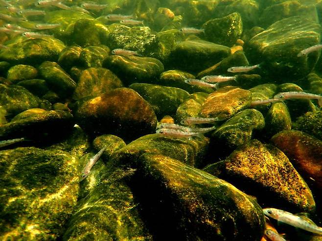 [부산=뉴시스] 충남 금산군 금강 본류 어름치 치어 (사진=국립수산과학원 제공) 2025.06.09. photo@newsis.com *재판매 및 DB 금지