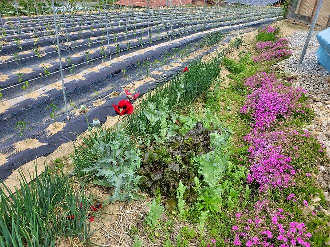 경찰이 적발한 마약성 양귀비. 괴산경찰서 제공