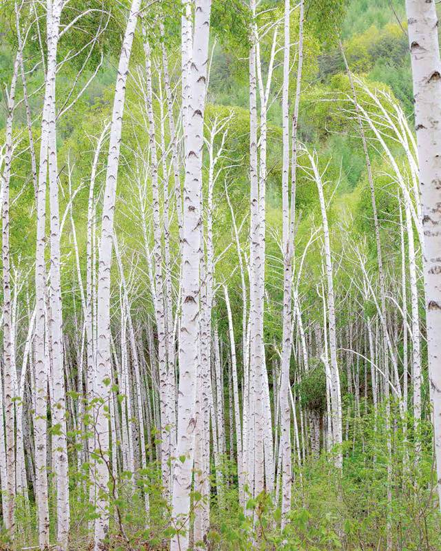 자작나무 숲