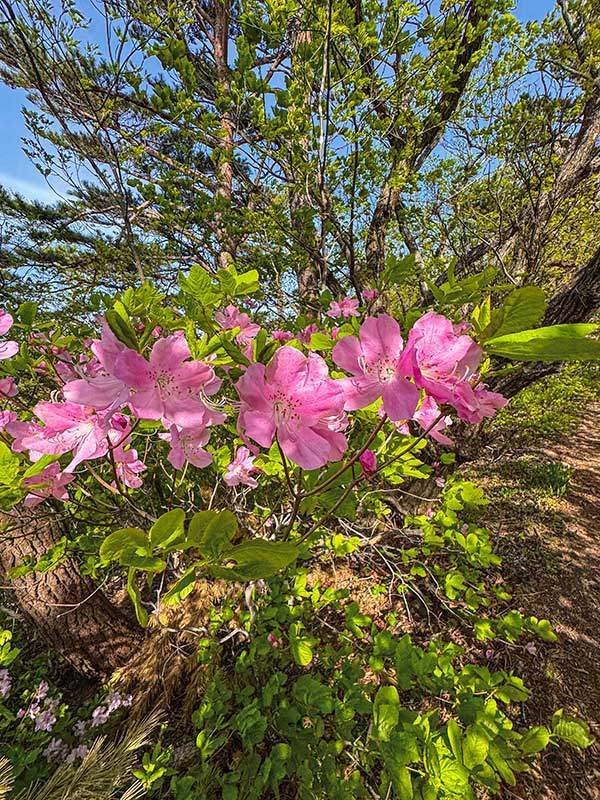 태백은 산길마다 연분홍 산철쭉이 한창이었다.