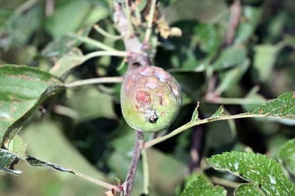 지난달 말 쏟아진 우박에 상처가 난 경남 밀양시 산내면 한 과수원 사과. 밀양시 제공