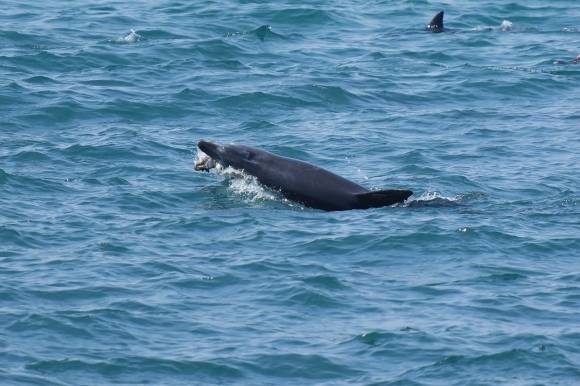 ‘지난 2일 중문 앞바다에서 사체로 발견되기 전 제주남방큰돌고래 ‘턱이’ 활동 모습. 제주대학교 고래 해양생물보전연구센터·다큐제주 제공