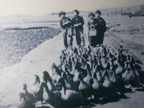 송준영 씨가 자랐던 보육원에서 아이들이 오리 사육하는 방법을 배우는 모습 [조윤환 고아권억연대 대표 제공]