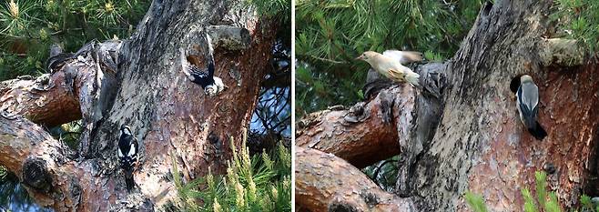 오딱이 둥지를 빼앗은 붉은부리찌르레기 [촬영 유형재]