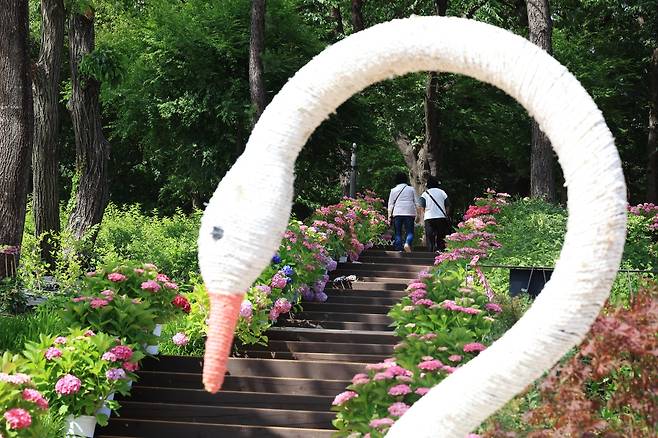 2025년 초안산 수국동산을 방문한 주민들 [노원구 제공. 재판매 및 DB 금지]