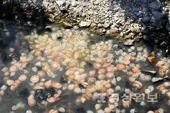 ▲ 전국적으로 해파리 대량발생 위기경보가 주의 단계로 격상됨에 따라 울산 지자체들도 모니터링반을 구성, 해파리 발생 대응에 나서고 있다. 사진은 지난해 일산해수욕장 앞바다에 나타난 해파리. 경상일보 자료사진