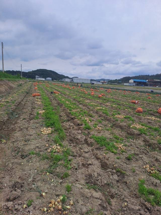 창녕군 대합면의 한 양파논. 상품성이 없는 양파들은 그대로 버려진 상태다. 독자 제공