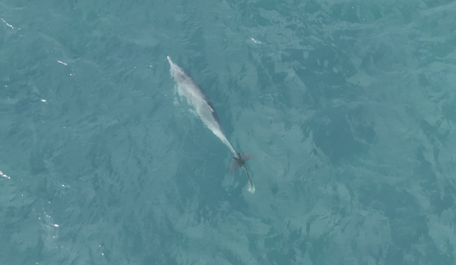 화면 제공 다큐제주 / 제주대 고래해양생물보전연구센터