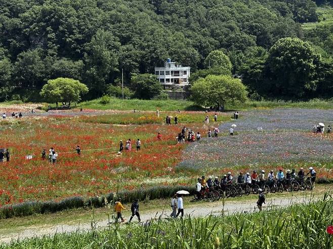 함안 악양둑방길 최고의 “꽃양귀비” 명소로 자리잡다. 함안군 제공