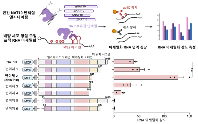 NAT10 단백질 엔지니어링을 통한 고활성 변이체 eNAT10 개발. ⓒ한국과학기술원
