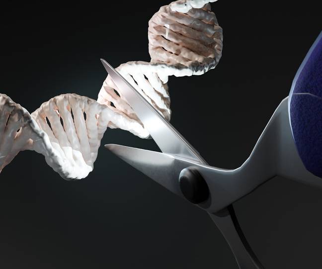 '유전자 가위'로 불리는 리보핵산(RNA) 가위를 이용해 세포에서 원하는 RNA만 정확하게 찾아 화학 변형을 할 수 있는 기술이 나왔다. 게티이미지뱅크 제공